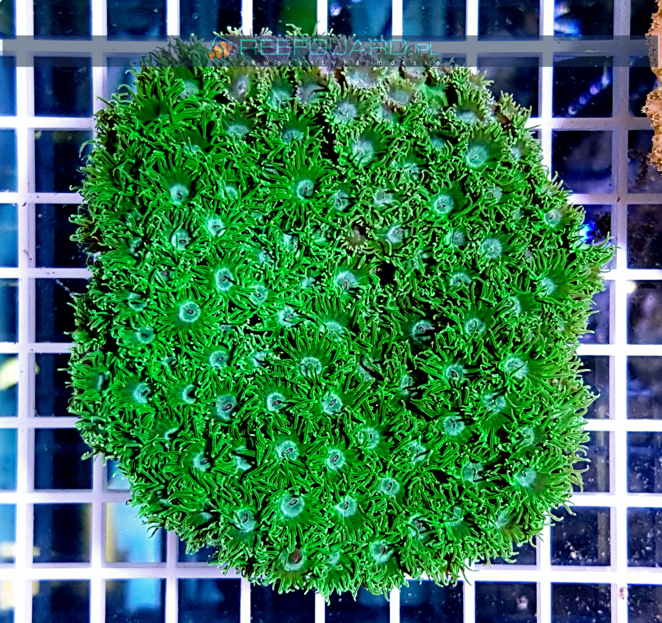 Turbinaria peltata Green TURH0001 szczecin reefguard