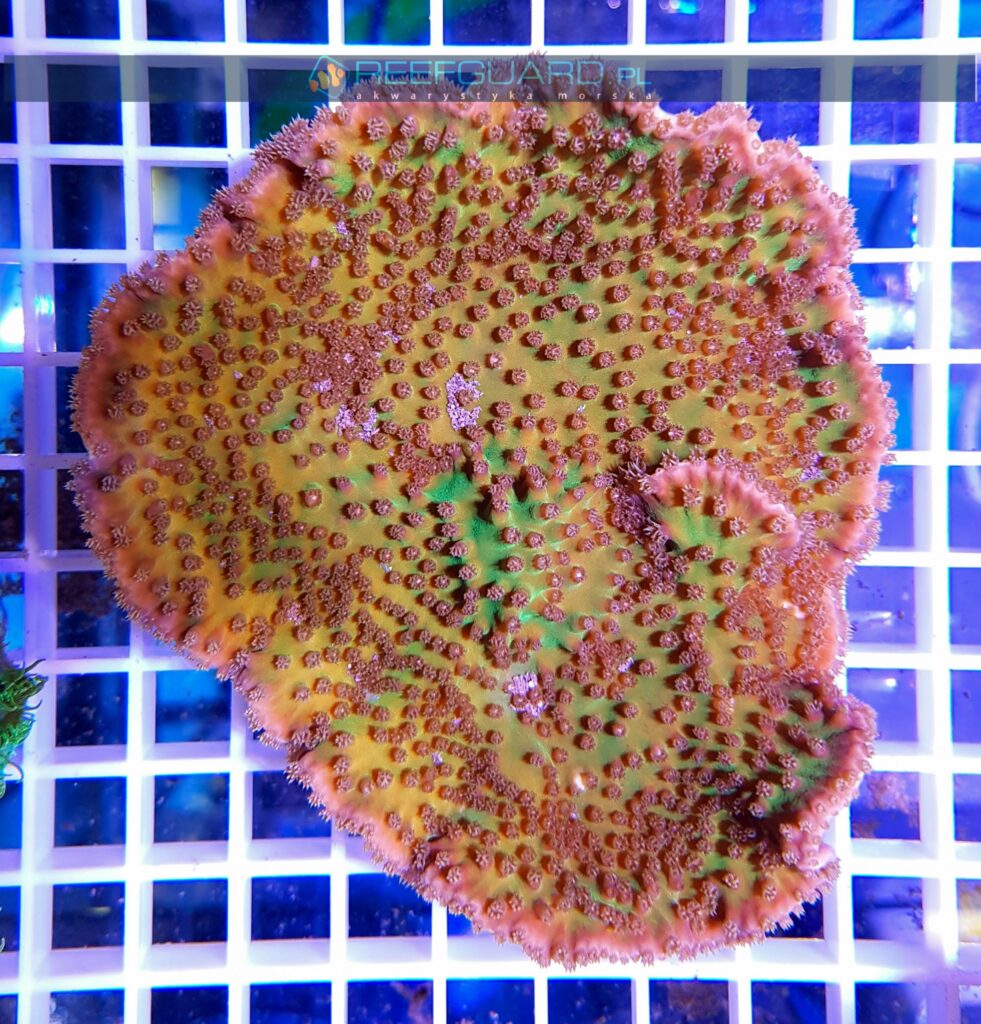 Turbinaria peltata Yellow Green TURH0000