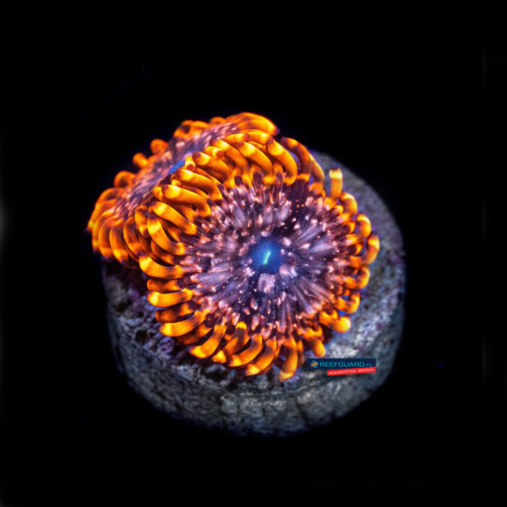Utter Chaos Zoanthus zoa 3 polipy