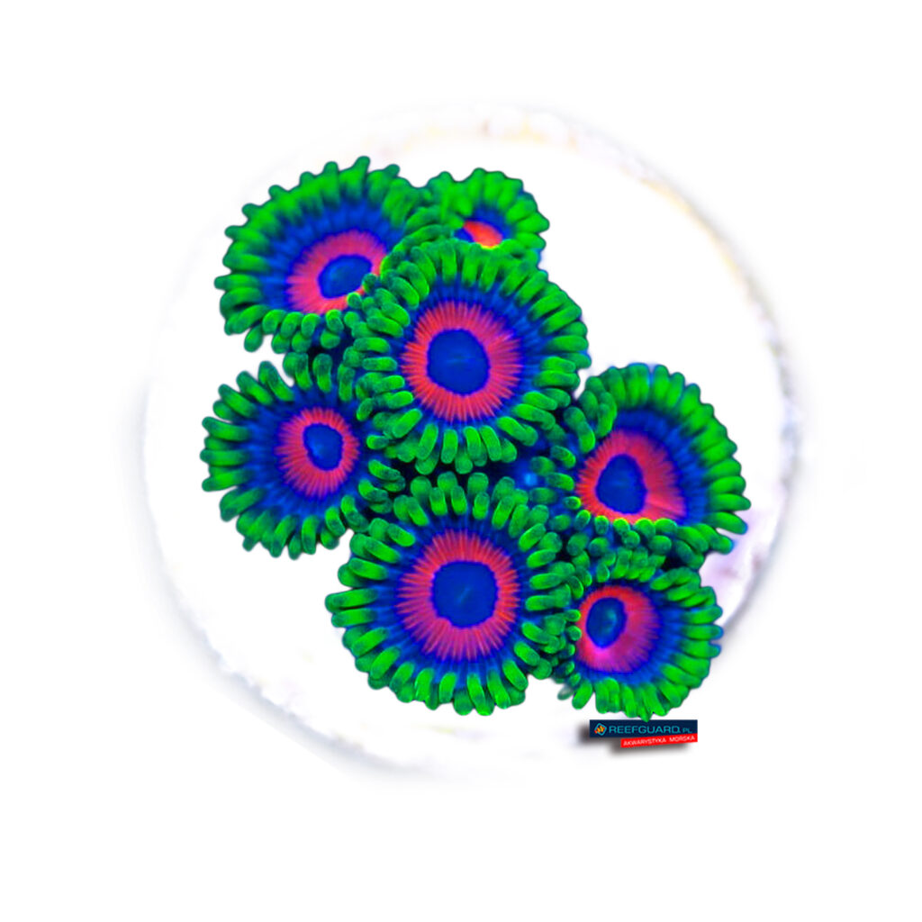 Watermelon Zoanthus 3 polpy