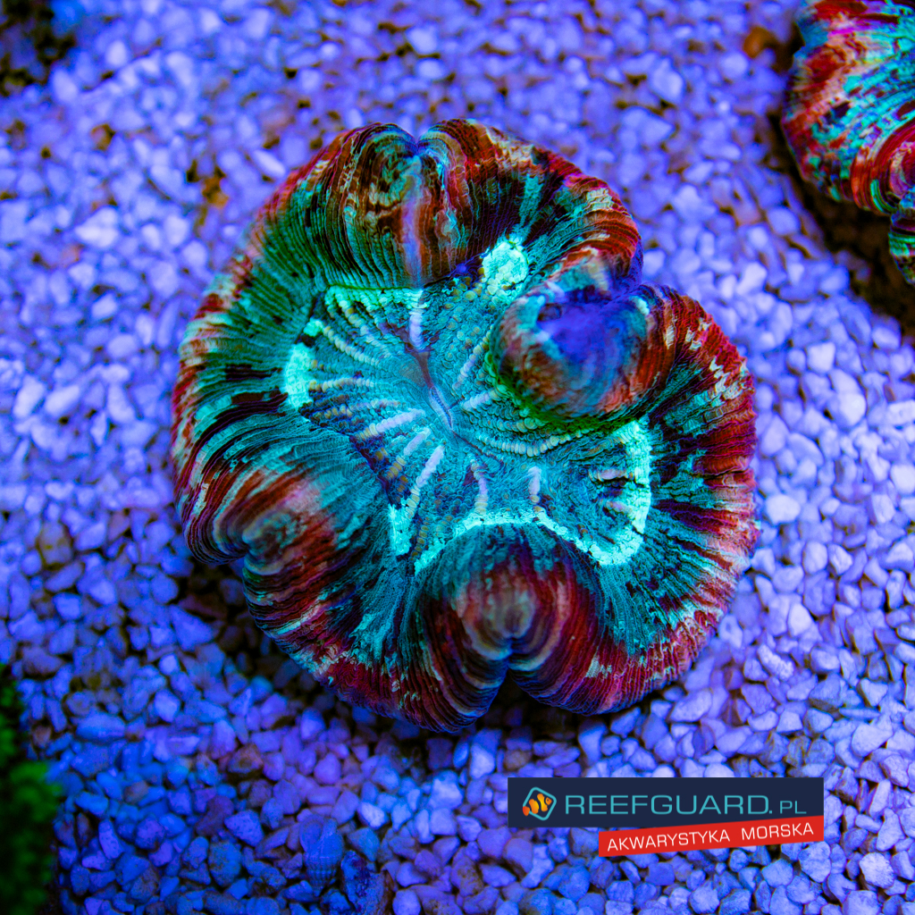 Welsophyllia Radiata multi color 001