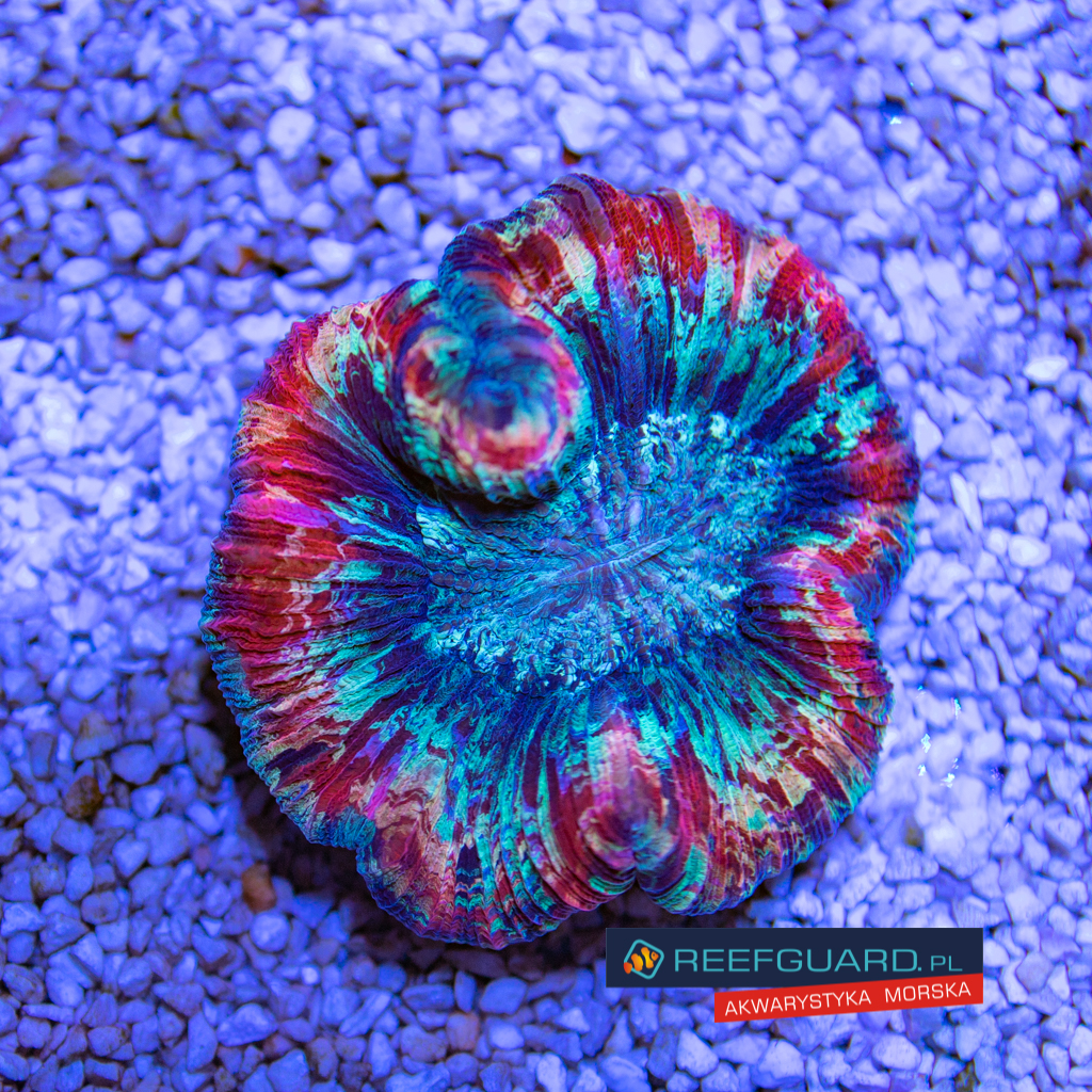 Welsophyllia Radiata multi color 002
