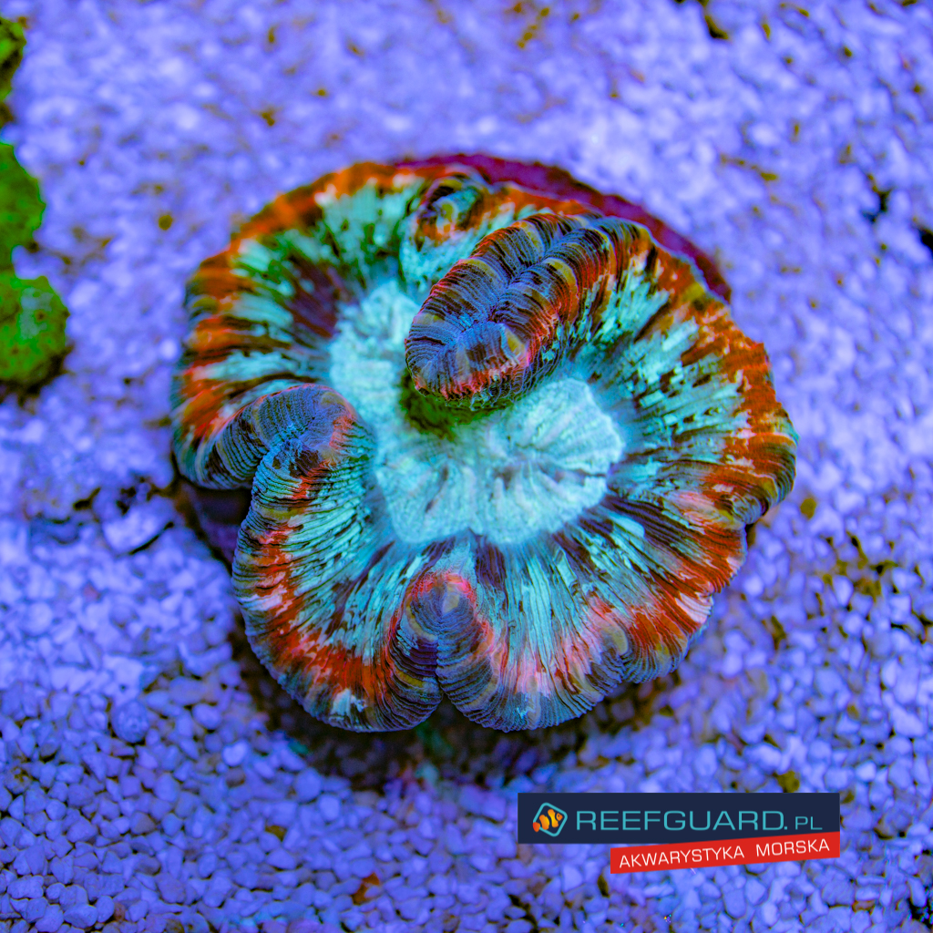 Welsophyllia Radiata multi color 003