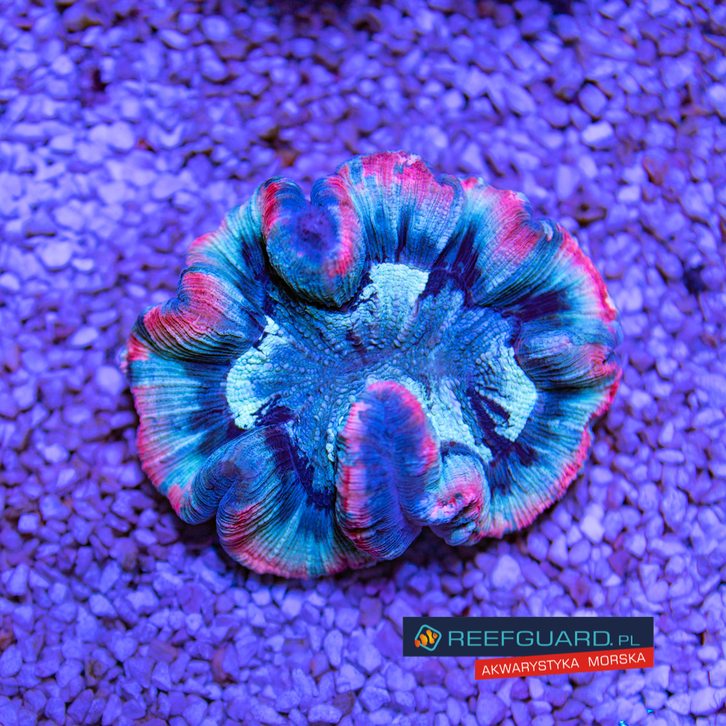Welsophyllia Radiata multi color 004