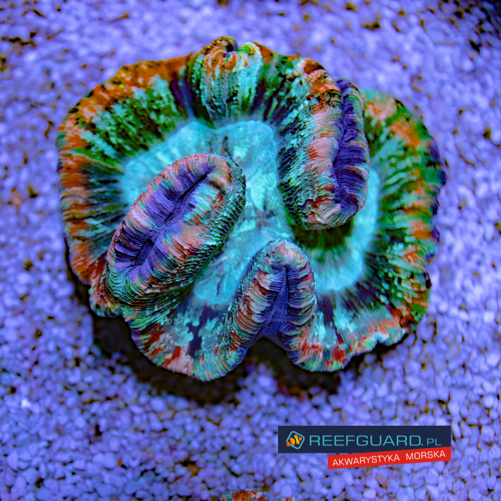 Welsophyllia Radiata multi color 005