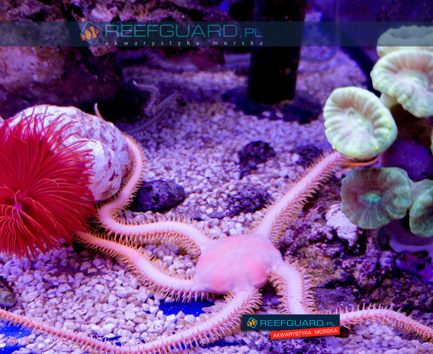 Wężowidło Ophiarachna incrassata PINK XXL