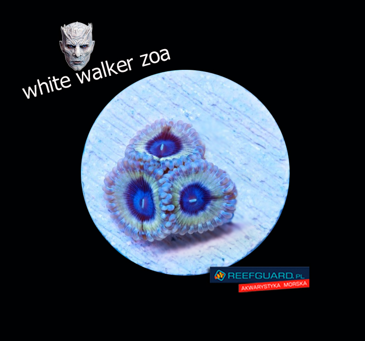 White Walker Zoa Zoanthus 3 polipy