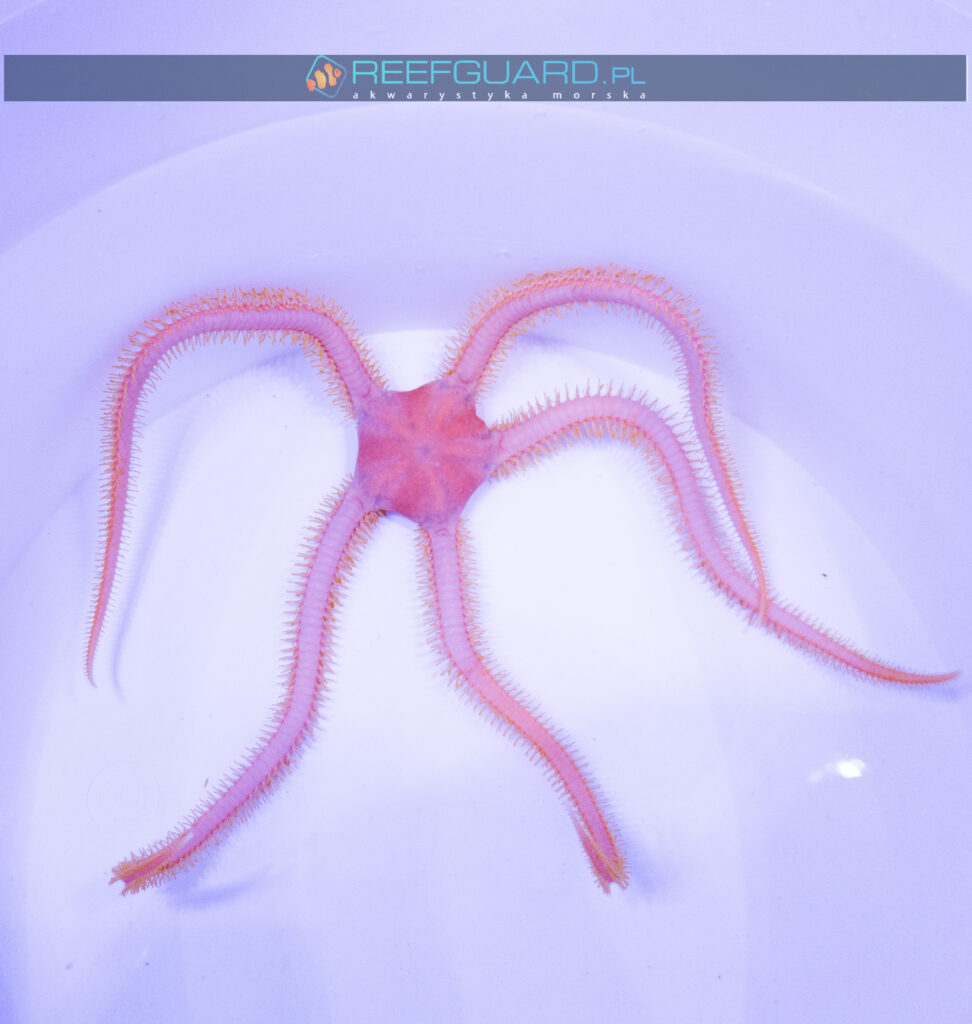 Wężowidło Ophiarachna incrassata PINK