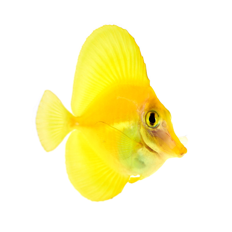 Zebrasoma flavescens Tank Bred Żółtek HODOWLANY