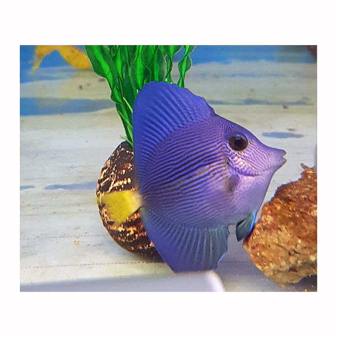 Zebrasoma xanthurum HODOWLANA Tank Bred