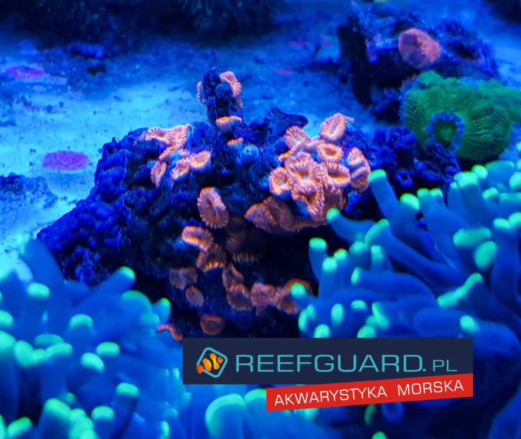 Zoanthus Pink ULTRA Premium Zoa 3 polipy